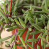String of Rubies - 6 Pots
