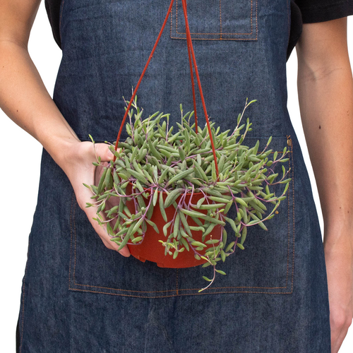 String of Rubies - 6 Pots
