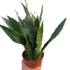 Snake Plant 'Jaboa'