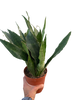 Snake Plant 'Jaboa'
