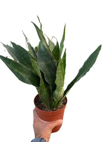 Snake Plant 'Jaboa'