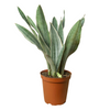 Snake Plant 'Sayuri'