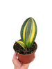 Variegated Shark Fin Snake Plant