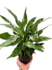 Variegated Spathiphyllum 'Domino'