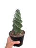 Cereus forbesii 'Spiralis'