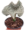 Succulent Euphorbia Lactea Ghost