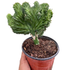 Succulent Euphorbia Lactea Mermaid Tail