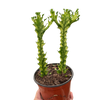 Euphorbia 'Mint Cream'