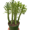 Euphorbia 'Sausage Spurge'