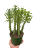 Euphorbia 'Sausage Spurge'