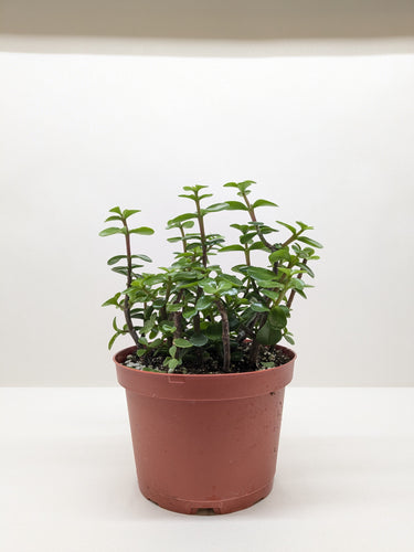 Succulent 'Elephant Bush'