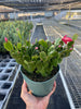 Christmas Cactus | Easy Care Holiday Plant | House Plant Shop