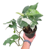 Syngonium 'Albo'