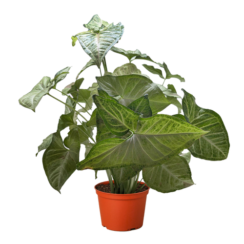 Syngonium 'Confetti'