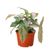 Syngonium 'Pink Splash' - 4 Pot
