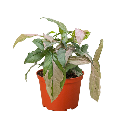 Syngonium 'Pink Splash' - 4 Pot