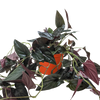 Syngonium 'Red Arrow'