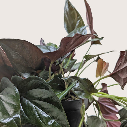 Syngonium 'Red Arrow'