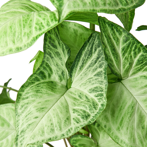 Syngonium White Butterfly