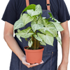 Syngonium White Butterfly