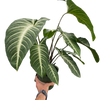 Xanthosoma 'Lendenii'