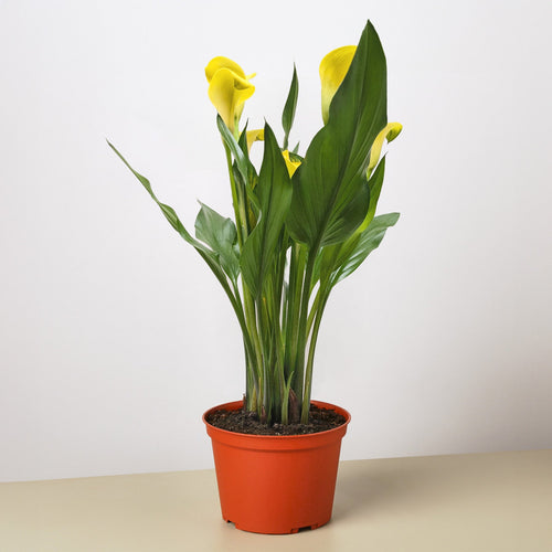 Calla Lily