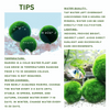 Large Marimo Moss Ball 1 pc 4-5cm LIVE Marimo Moss Ball Pet - Japanese Algae Ball