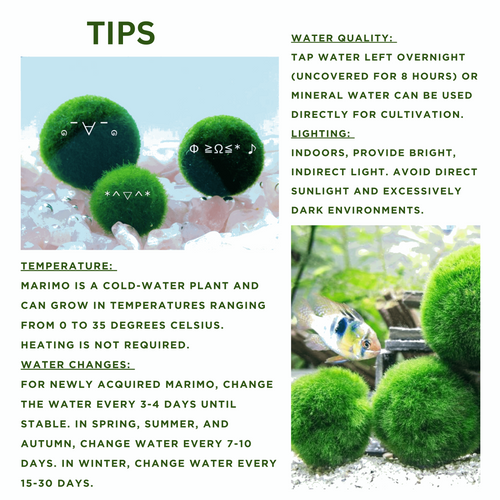 Large Marimo Moss Ball 1 pc 4-5cm LIVE Marimo Moss Ball Pet - Japanese Algae Ball