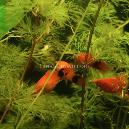 Mickey Mouse Platy 6 Pack