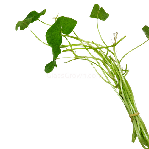 Bunch Brazilian Pennywort
