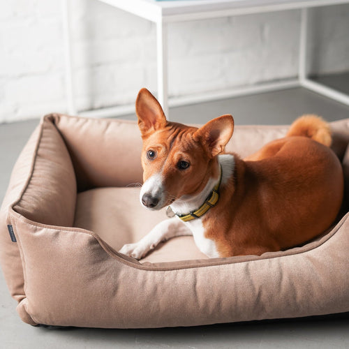 Velvet Dog Bed Dreamer