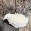 Jumbo White Coturnix Hatching Eggs - Premium Quail Eggs for Hatching - Perfect for Homesteaders, Breeders, Hobbyists - Freshly Collected for High Hatch Rates