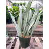 Snake Plant 'Metallica' - 10 Pot