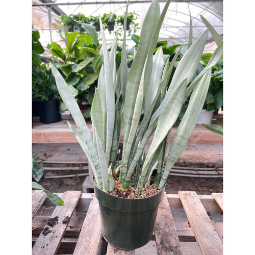 Snake Plant 'Metallica' - 10 Pot