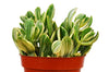 Crassula Ovata 'Variegated Jade' Succulent - 4 Pot
