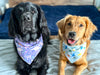 Brown Pumpkins Dog Bandana