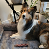 6 Inch Braided Jerky Stick
