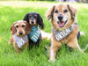 Lucky Dood Dog Bandana