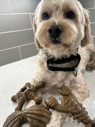Ocean Theme Indestructible Chew Toy- For Tough Chewers