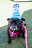 Blue Birthday Hat Squeaky Dog Toy - Glow Pups
