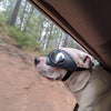 Doggles Dog Goggles Sunglasses