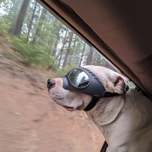 Doggles Dog Goggles Sunglasses