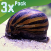 Zebra Nerite Snails 3 Pack