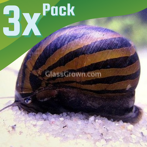 Zebra Nerite Snails 3 Pack