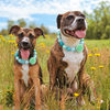Rose Heart Bow Acrylic Beaded Dog Necklace (3Colors)