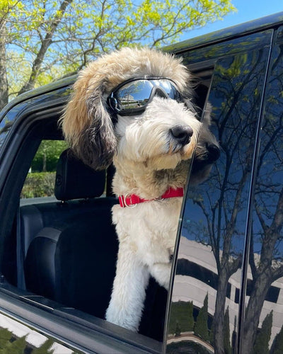 Dog goggles anti UV skiing sunglasses