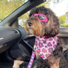 Dog goggles sunglasses cool accessories