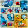 Halfmoon Multicolor Koi - Male Betta