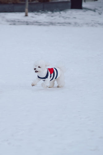 Sailor of My Heart Striped Turtleneck Sweater