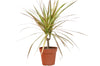 Dracaena 'Red Margined' - 4 Pot